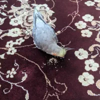 عروس هلندی گم شده