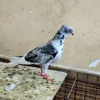کوهی دم سفید