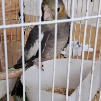 عروس هلندی سخنگو
