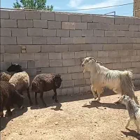 فروش دوبور
