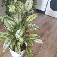 گل سرحال|گل و گیاه طبیعی|نیشابور, مازول|دیوار