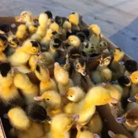 فروش جوجه اردک درجه یک بیگدلی