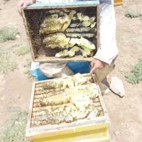 عسل کندوه