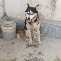 سگ هاسکی ماده با هوش چشم ابی