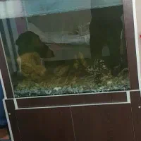 اکواریوم