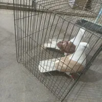 کبوتر،کفتر دوکت،پشدار