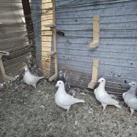 سفید پلاکی|پرنده|بم, |دیوار