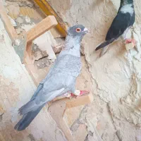 نرو ماده چاپی طوق سفید