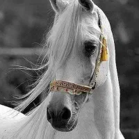 پانسیون اسب و برگزاری کلاس سوارکاری