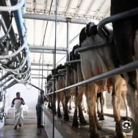 کارگر شیردوشی گاوداری یا خوراک ریز