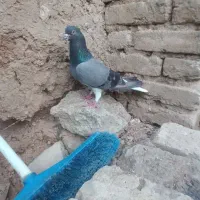 فروش دستگردی یلا دمگیر
