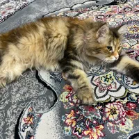 گربع|گربه|مشهد, رستگار|دیوار