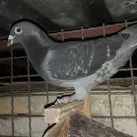 کبوتر مسافتی نر ویگن آردن