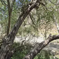 زمین/۶۸قصبی .هفت باغ