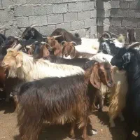 فروش فوری