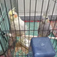 ۴ عدد عروس هلندی ۲تا نر دوتا ماده