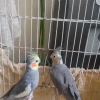 جفت مولد عروس هلندی