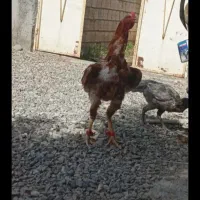 جوجه لاری اصیل دانه ۷۰۰