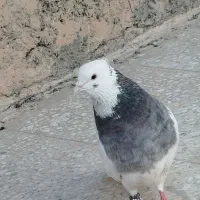 طوقی نر مست