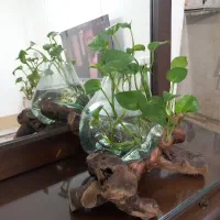تنک ماهی یا گلدون رو درخت چه