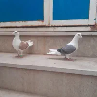 پشت کویتی