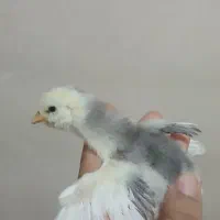 جوجه مرغ گلین طوسی