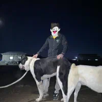 سگ آلابای