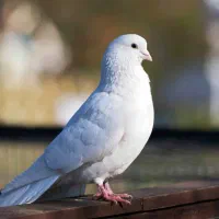 کبوتر ماده سفید