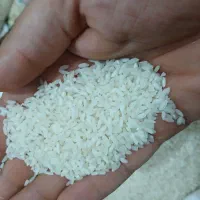 برنج چمپای اعلا روستای منجوک