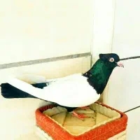 کبوتر سار هفترنگ کله چپ طوقی دمسفید جوجه سینه کلاغ