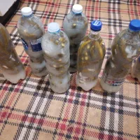 خیارشور ریز اعلا