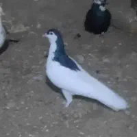 خال سیاه