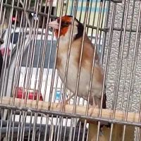 سره جوجه قفس
