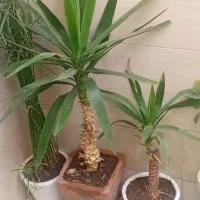 گل طبیعی یوکا