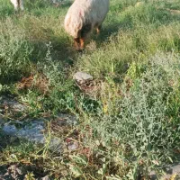 قوچ بذری دوگرد