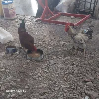 خروس چاق چاق بزرگ شده با خوراک