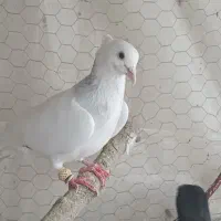 کفتر طوقی ابی