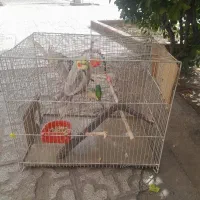 یک جفت پرنده خوشگل