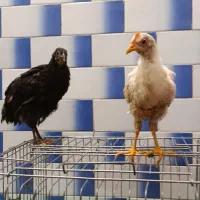 خروس و مرغ