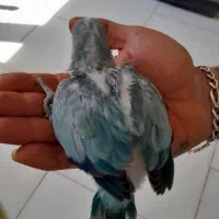 راهب بواسکای،پسته ای
