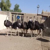 شترمرغ 6ماهه 65کیلو