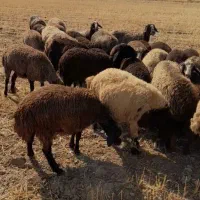تعدادی میش بره