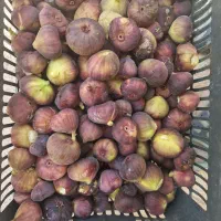 فروش انجیر