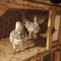 کبوترنروماده سار شکلاتی