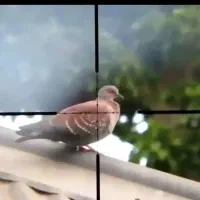 کبوتر زن