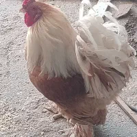 خروس