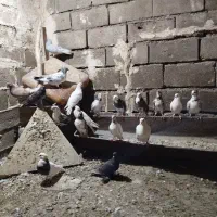 کبوتر