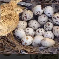 تخم بلدرچین