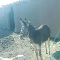فروش الاغ