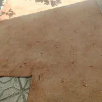 موکت